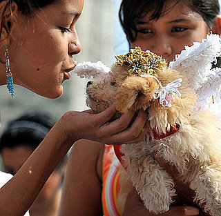 Will Your Pets Dress Up For Halloween?