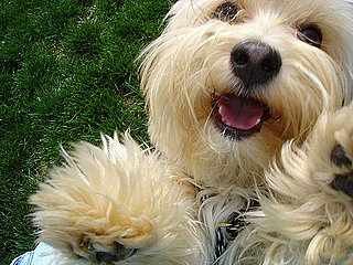 Guess What Breed?