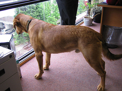 Can This Pet Fit Into My Lifestyle? Can This Pet Fit Into My Lifestyle?