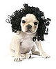 Afro Doggie Diva Wig: Spoiled Sweet or Spoiled Rotten?