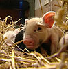 The Scoop: There's Less to Love With Micro Pigs