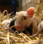 The Scoop: There's Less to Love With Micro Pigs