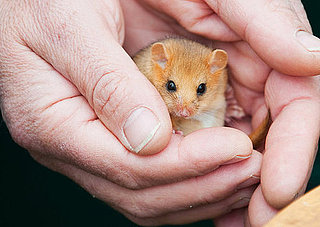 The Great Nut Hunt Looks For Endangered Furry Nutters!