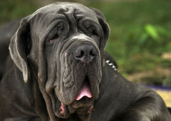 Guess What Breed? Guess What Breed?
