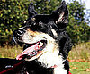 Pet Pic of the Day: Lexus Is a Perfect Poser