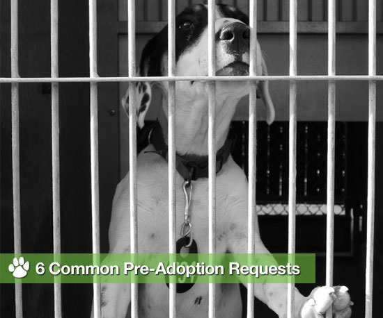 Don't Be Surprised If a Shelter Asks For These 6 Things . . .