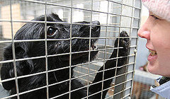 What Do You Know About Animal Shelters?
