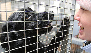 What Do You Know About Animal Shelters?