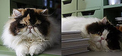 New Kittens Alert! Empress Tang and Princess Peony New Kittens Alert! Empress Tang and Princess Peony