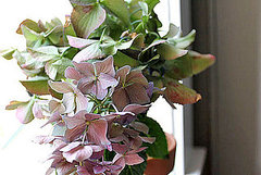 Canon Rebel T1i Sample Photos and Photography Tips Canon Rebel T1i Sample Photos and Photography Tips