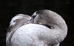 Cool Capture: Sleeping Swan Taken With a Nikon D40x