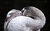Cool Capture: Sleeping Swan Taken With a Nikon D40x