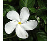 Cool Capture: Flowers Close Up 