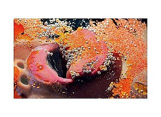 Photographer Marilyn Minter's Short Film For Madonna