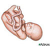 Babies Remember the Womb