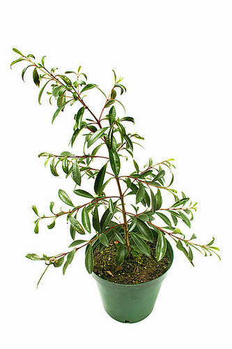 Plant Plant