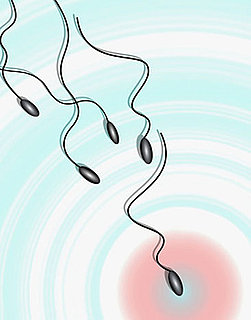 Fertility Myths