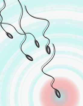 Fertility Myths