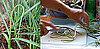 Learn to Love: Garlic Scapes