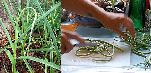 Learn to Love: Garlic Scapes