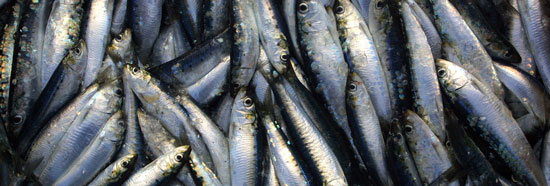 Little Fish Offers Big Doses of Vitamin D Little Fish Offers Big Doses of Vitamin D