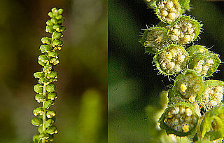 Get Ready to Sneeze: Ragweed Season 