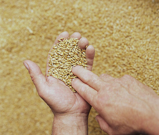 Cooking With Whole Grains