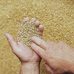 5 Grains You Should Be Cooking With 5 Grains You Should Be Cooking With