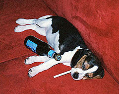 Facts and Myths of Hangovers Facts and Myths of Hangovers