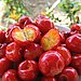Acerola