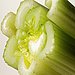 Celery