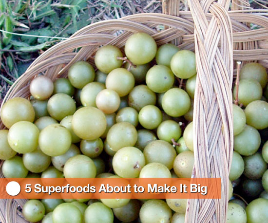 5 New Superfoods 5 New Superfoods
