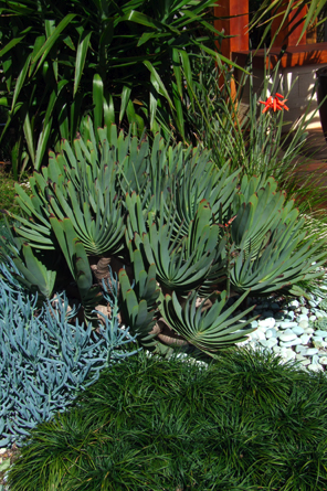 Do You Have Succulents In Your Garden?