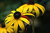 Name This Flower