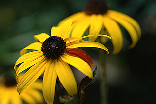 Name This Flower