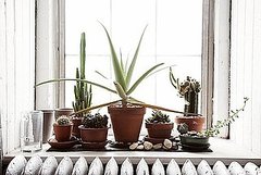 Do You Keep Potted Plants on Your Windowsill? Do You Keep Potted Plants on Your Windowsill?