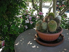 Do You Have Any Cacti at Home?