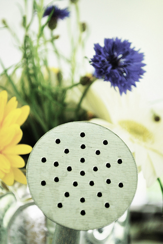 Casa Quickie: Water Wise