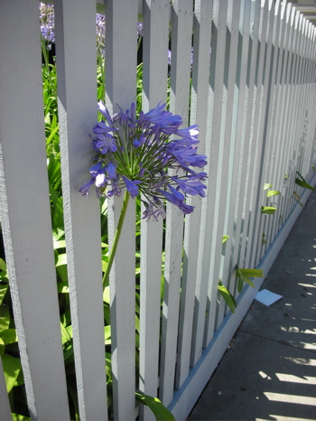 Do You Have a White Picket Fence?