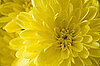 Name This Flower