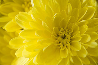 Name This Flower