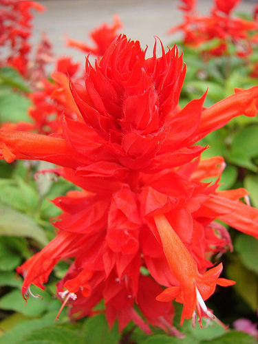 Name This Flower Name This Flower