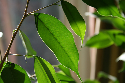 Casa Quickie: Give Your Houseplants a Shower