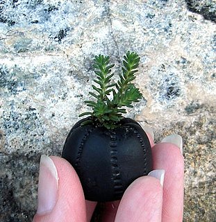Etsy Finds:  Add Some Greenery to Your Life
