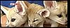 Baby Fennec Foxes Terrorize Tokyo Zoo With Cuteness