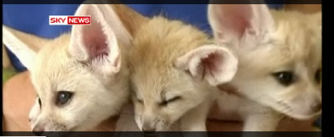Baby Fennec Foxes Terrorize Tokyo Zoo With Cuteness