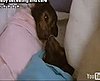 Baby Bat Day Care in Queensland, Australia