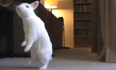 Cute Alert: Bunny Has Some Issues With Hopping