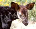 Giraffe + Zebra = Okapi