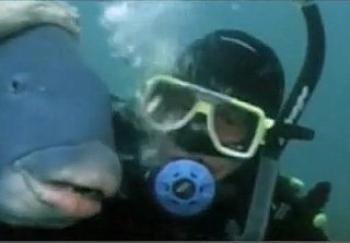 Meet Bluey, the Transsexual Fish